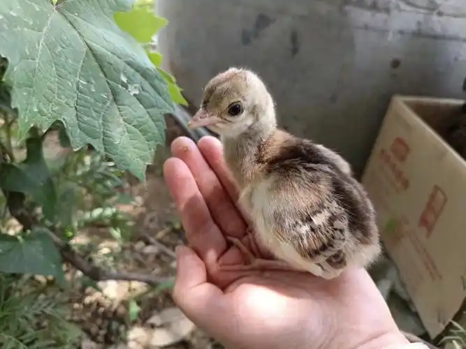 孔雀08幼崽儿你见过吗