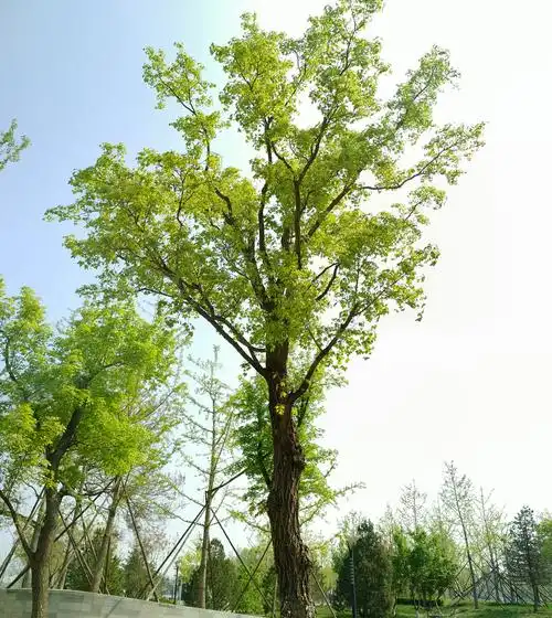 春天晴朗蓝天枫树嫩绿