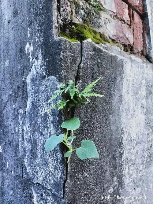 墙头草十月二日2021年365日一日七话题
