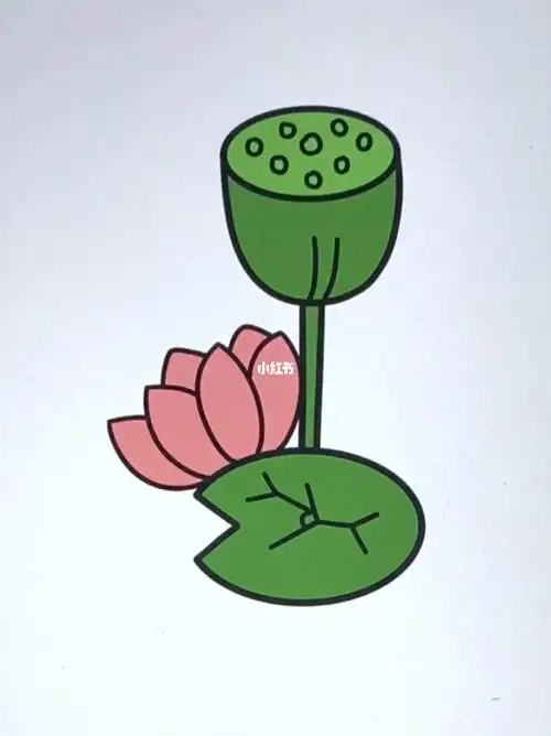 莲蓬莲花简笔画教程