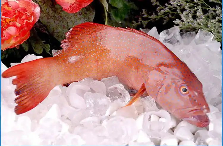 珍味坊海鲜 鲜活野生红东星斑 红东升斑 澳东 深海石斑鱼海鲜鱼类