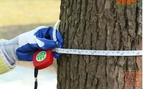 胸径尺测量苗木胸径