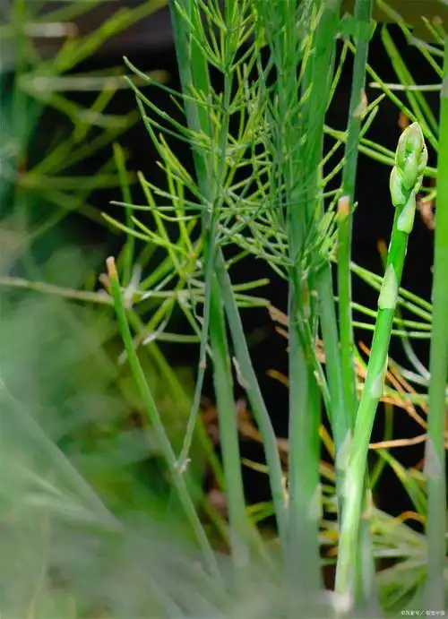 灯心草:一种鲜为人知的药用植物,探索其神奇功效与价值