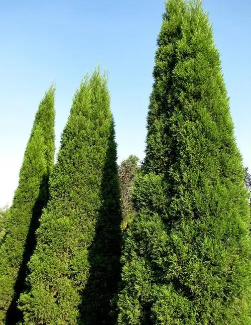 子暄 绿化苗木 松柏树苗 刺柏 宝塔 松塔柏 墓地绿化 生命力强 上坟松