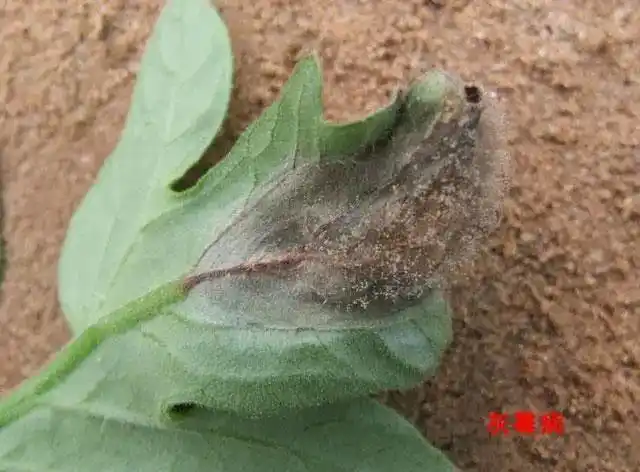 "不怕苦,不怕累, 就怕西红柿得晚疫病",咋补救?
