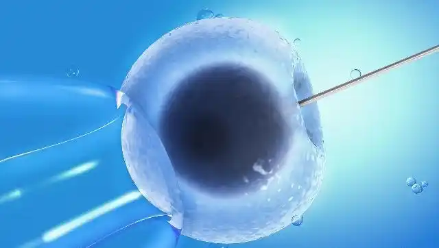 关于卵子的小知识,备孕夫妻不妨看看,或许有助于迎接好孕