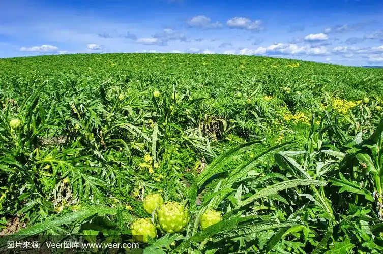 山腰上的朝鲜蓟田