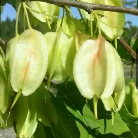 "假杨桃"是什么 叫什么