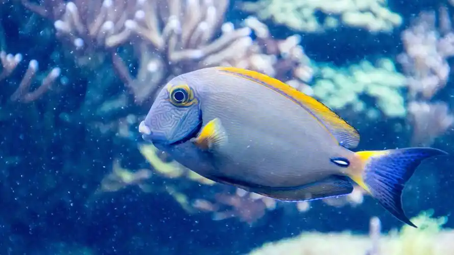 海鱼图片大全(9/10)