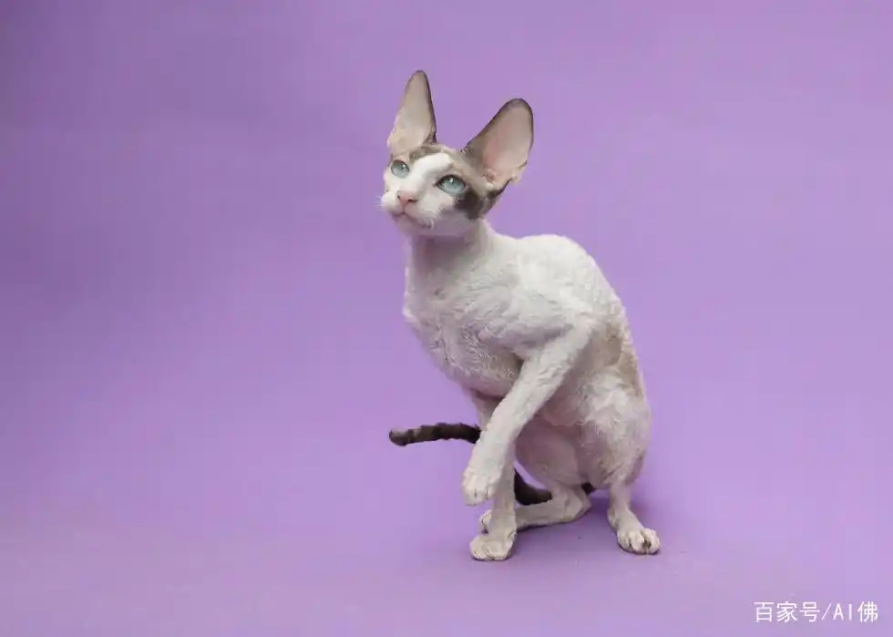 世界上22个最小的猫品种