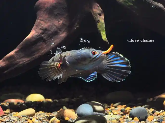 用品 > 正文摘要              蓝月光雷龙鱼