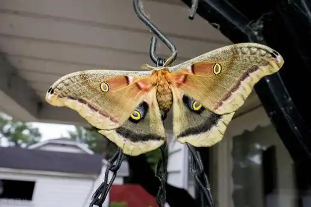 总之,札幌市出现大量巨型蛾子的事件引起了社会的广泛关注.