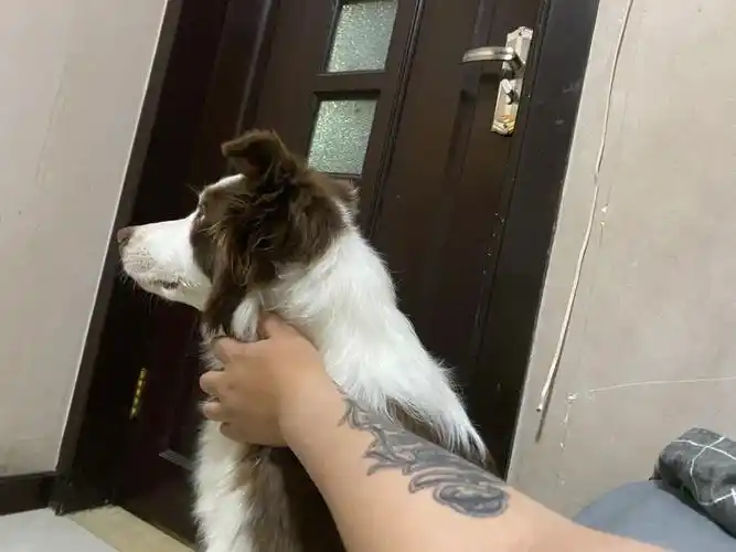 认真抓苍蝇的孩子