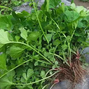 贵州中草药蓝布正种子凤凰窝兰布阵种子路边青种子南布正水杨梅