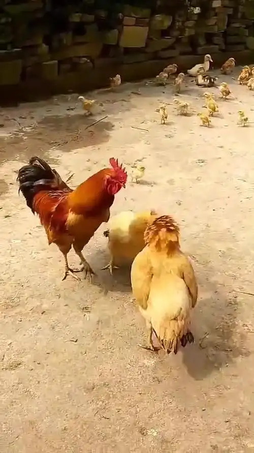 两只母鸡打起来,公鸡跑过来劝架,真是左右为难,不知道说谁好