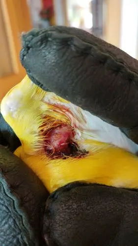 烟台牡丹鹦鹉病了去哪里治疗?