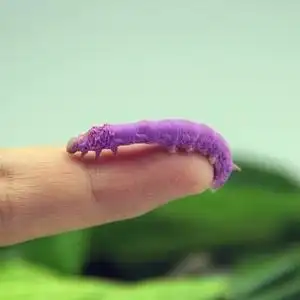 学生养春蚕宝宝卵活体套装天然彩色茧子七彩送桑叶工具饲养箱包活