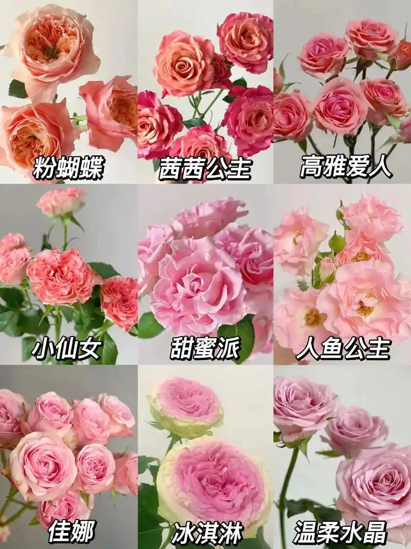 多头玫瑰品种图鉴|粉色系列.1.粉蝴蝶 是蝴蝶家族的一员,因 - 抖音