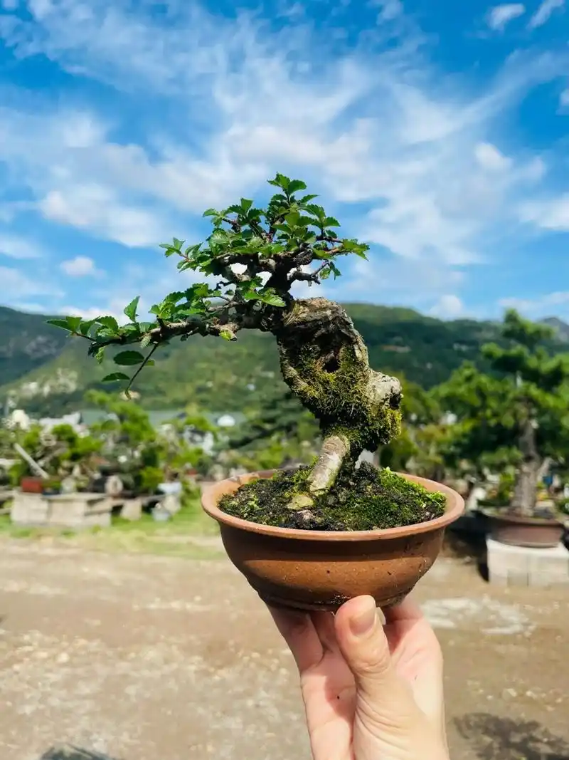 微精品榆树盆景 小叶榔榆树 ,室内可放向阳处