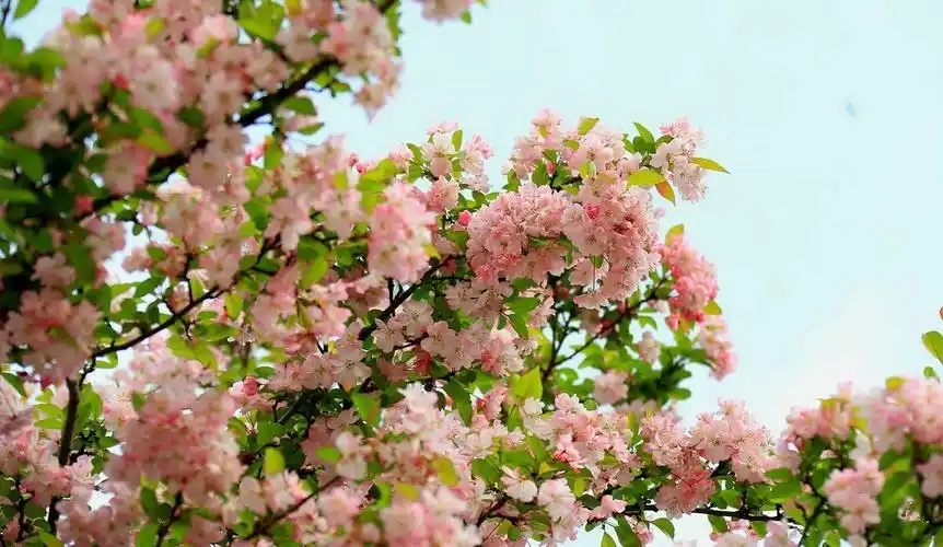 一树海棠满天星