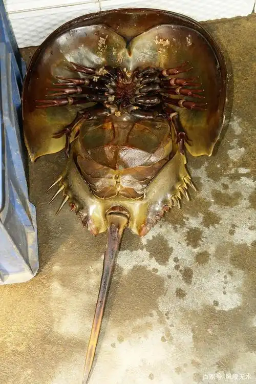 圆尾鲎体型明显比其他鲎要小,含有剧毒的河豚毒素,这也间接保护了