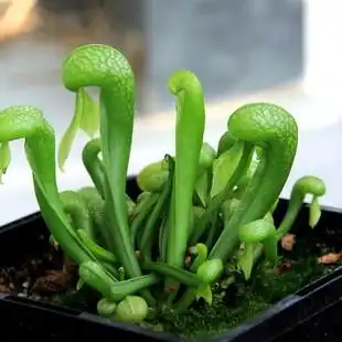 包邮 驱虫草物食虫w草食蚊植捕蚊草捕蝇草吃x虫 蛇瓶子草