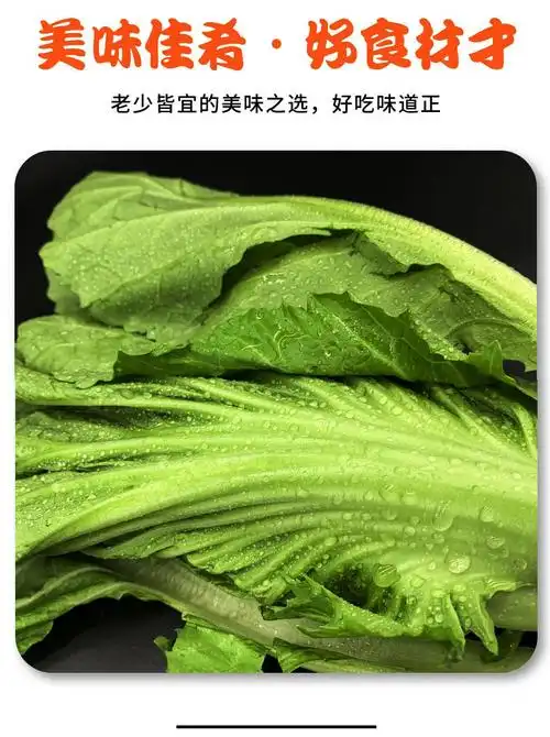 四川特产大叶青菜新鲜泡青菜农家自种芥菜整颗蔬菜发货2500g