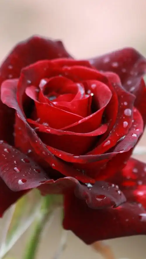 红玫瑰,花瓣,水滴 4k