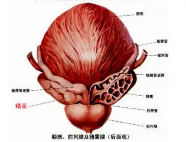 精囊炎吃什么药能根治