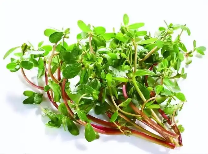 马齿苋的功效与作用 马齿苋吃了有什么好处  第7张