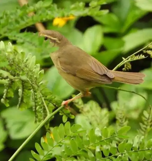 科普小文巨嘴柳莺