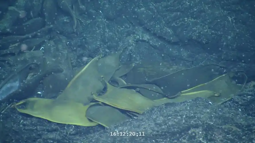 these deep-sea skates use hydrothermal vents as egg incubators