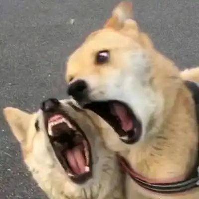 搞笑萌宠情侣头像