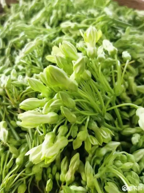 夜兰花( *o* )养生蔬菜