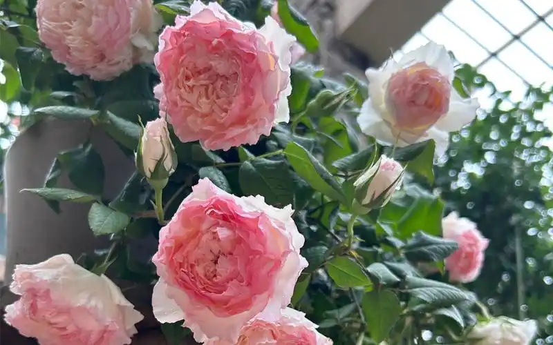 月季花-佩尔朱克