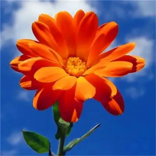 花开富贵头像 适合妈妈们用的高清好看花开富贵图片微信头像