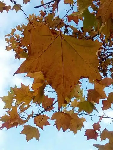 秋天的梧桐树也很美丽.