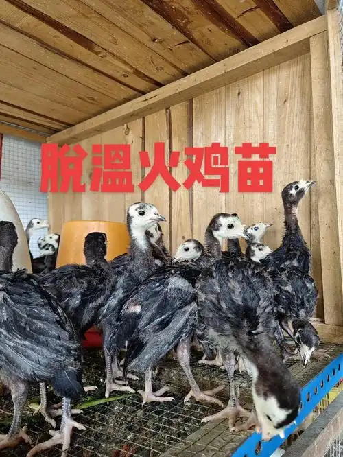 脱温火鸡苗多少钱一只