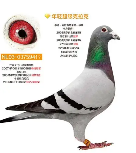世界铭鸽大全-"年轻超级克拉克"