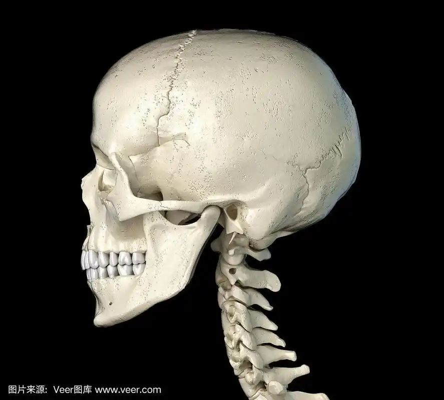 从侧面看的人类头骨.