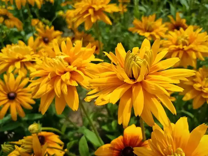 重瓣黑心金光菊【首发】