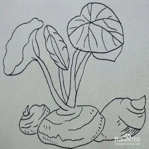 可爱芋头简笔画