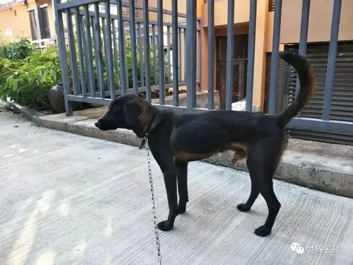 亟待拯救的国产猎犬---凉山犬