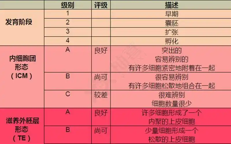 试管囊胚移植成功率多少?医生:主要由胚胎质量等级决定