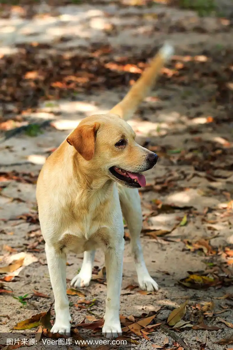 棕色拉布拉多寻回犬