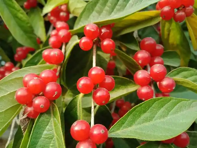 路边的绿化植物,红亮剔透的果实闪着红色的光芒