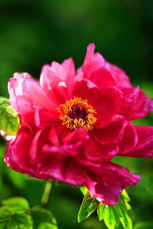 摄影大师谭吉松牡丹花作品集