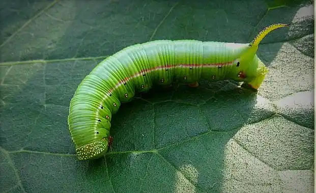 韶山冲风水探秘(二) – 气致中和风水园地