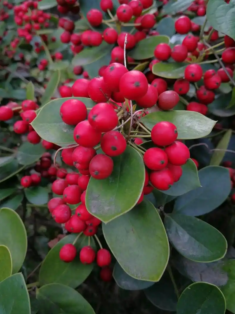 深秋红果!无刺枸骨