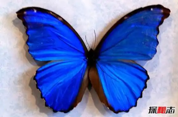 大太阳闪蝶基本信息大太阳闪蝶生活习性有哪些